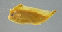 A taeni FMNH 76681 C lateral
